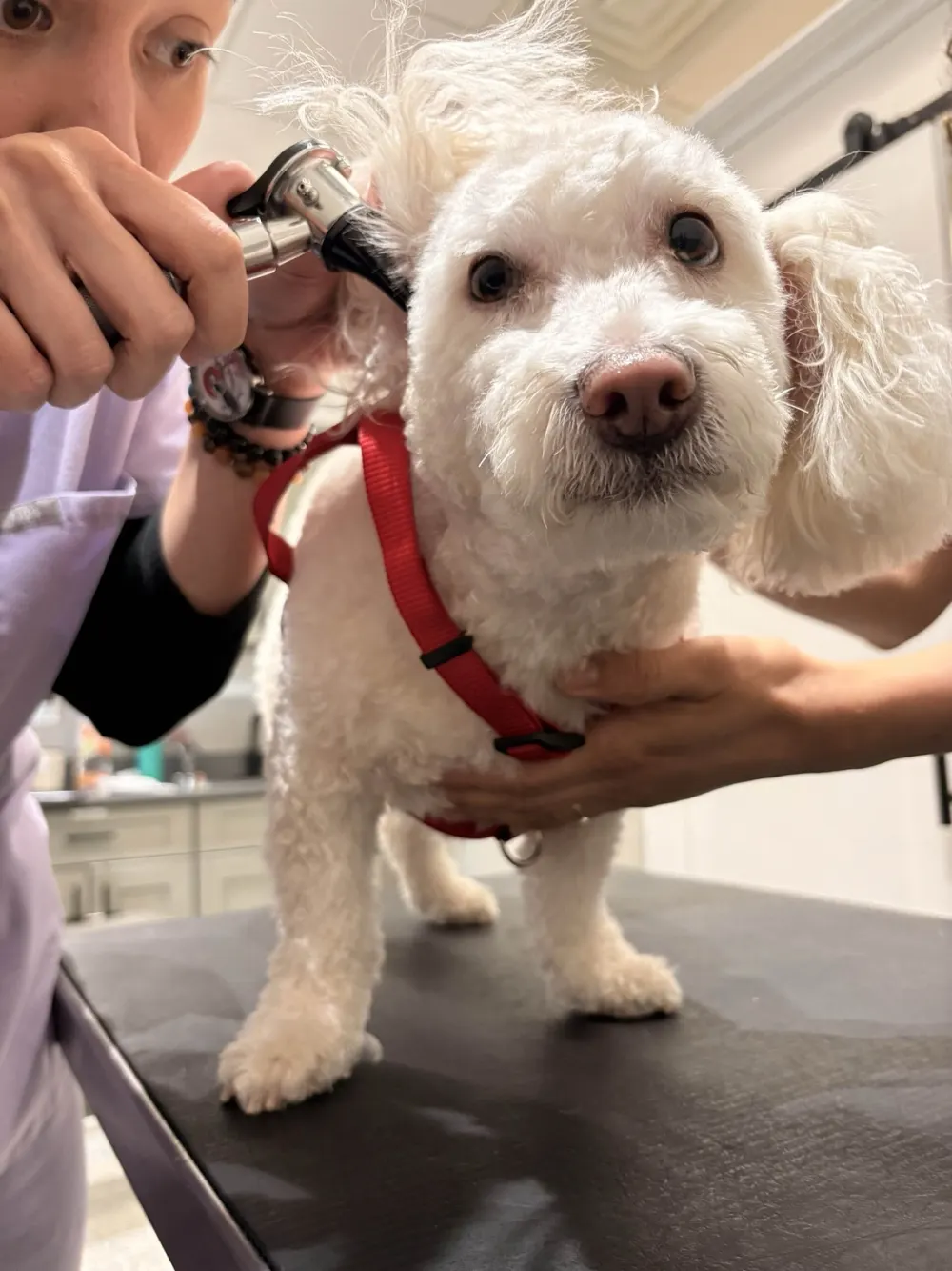 Veterinarian examining a small white dog's ear with an otoscope.